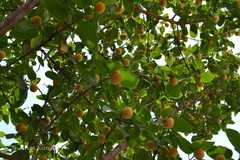 Neolamarckia cadamba